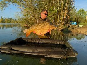 Common Carp