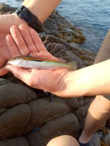 Mediterranean Rainbow Wrasse