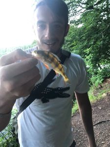 European Perch
