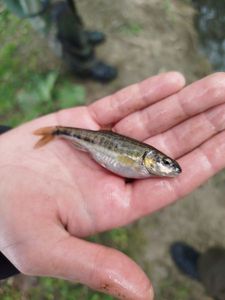 Common Minnow