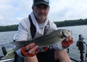European Bass (Seabass)