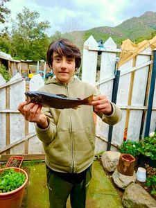 Brown Trout