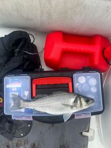 European Bass (Seabass)