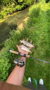Brown Trout