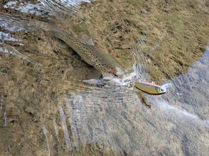 Brown Trout