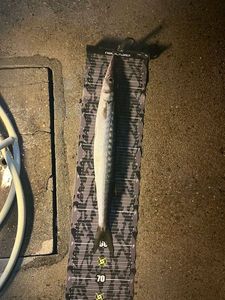 Yellowmouth Barracuda