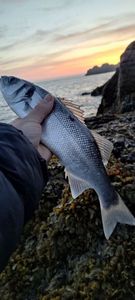 European Bass (Seabass)