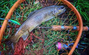 Brown Trout