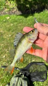 European Perch