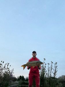 Crucian Carp