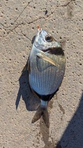 Common Two-banded Seabream