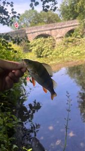 Yellow Perch