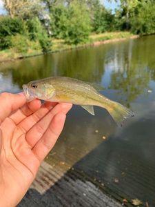 Smallmouth Bass