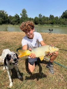 Common Carp