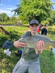 Common Carp