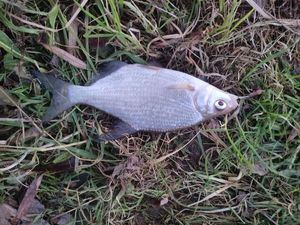 Common Bream