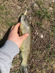 Brown Trout