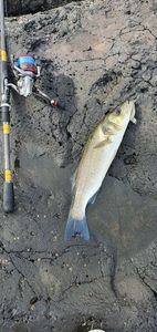 European Bass (Seabass)