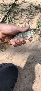 Roach