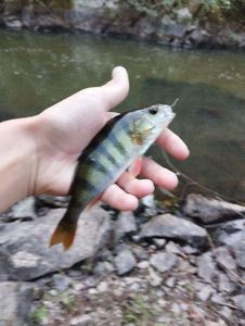 European Perch