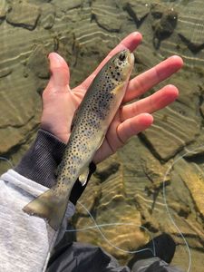 Brown Trout