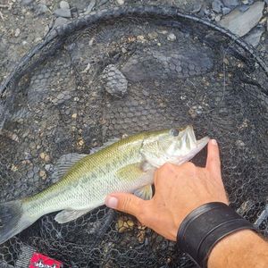 Largemouth Bass