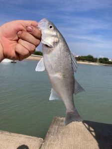 European Bass (Seabass)
