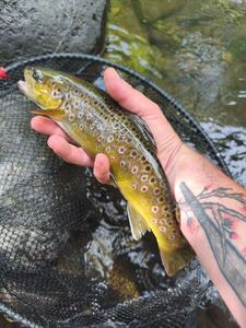 Brown Trout