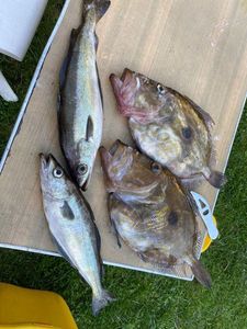 John Dory
