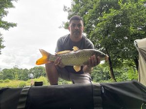 Common Carp