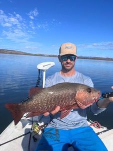 Mangrove Red Snapper
