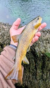 Brown Trout