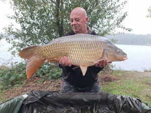 Common Carp