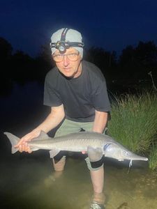 Sturgeon