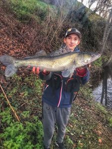 Zander