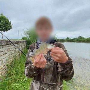 European Perch