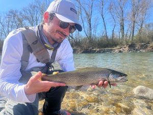 Brown Trout