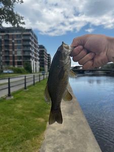 Smallmouth Bass