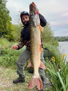 Northern Pike