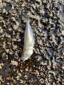 Lesser Weever