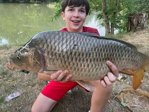 Common Carp