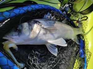 European Bass (Seabass)