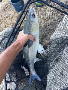 Flathead Grey Mullet
