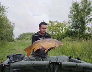 Common Carp