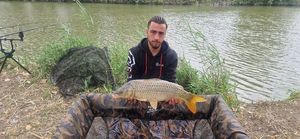 Common Carp