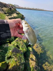 European Bass (Seabass)