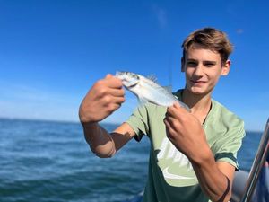 Spotted Seabass