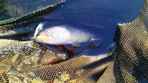 Brown Trout