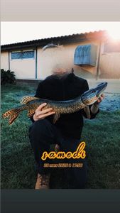 Northern Pike