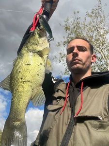 Largemouth Bass
